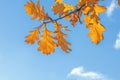 Oak Branch With Yellow Leaves, Fall Season, Autumn Background