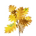 Oak branch with yellow leaves isolated on white Royalty Free Stock Photo