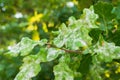 Oak tree branches affected by powdery mildew in forest Royalty Free Stock Photo