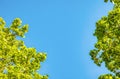 Oak branches against a bright blue sky. Green oak leaves on a Sunny summer day Royalty Free Stock Photo