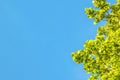 Oak branches against a bright blue sky. Green oak leaves on a Sunny summer day Royalty Free Stock Photo