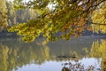 Oak branches with bright yellow leaves over the pond