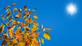 Oak branches with colorful autumn leaves on a background of blue sky with bright sun. Copy space Royalty Free Stock Photo