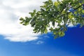 Oak branches with leaves against sky with clouds. Copy space Royalty Free Stock Photo