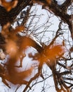 Oak branches with old bark and golden leaves from autumn covered in heavy snow Royalty Free Stock Photo