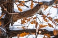 Oak branches with old bark and golden leaves from autumn covered in heavy snow Royalty Free Stock Photo