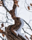 Oak branches with old bark and golden leaves from autumn covered in heavy snow Royalty Free Stock Photo