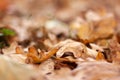 Oak brown leaves bokeh. Autumn blurred background