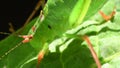 Oak bush-cricket on a leaf of an angels trompet