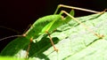 Oak bush-cricket on a leaf of an angels trompet