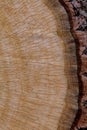 Oak Cross Section Part with Bark