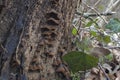 The Oak Curtain Crust Hymenochaete rubiginosa is an inedible mushroom on Oaks Royalty Free Stock Photo