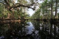 Oak and Cypress Trees on the banks of Fisheating Creek. Royalty Free Stock Photo