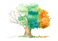 Oak.Deciduous tree and four seasons.Watercolor hand drawn illustration. Royalty Free Stock Photo