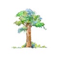 Oak. Deciduous tree. Watercolor hand drawn illustration.