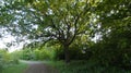 Oak Duir Quercus Tree at sunset