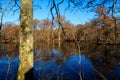 Oak on the edge of a pond in autumn colors Royalty Free Stock Photo