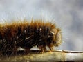 Oak Eggar (Lasiocampa quercus) Royalty Free Stock Photo