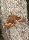 Oak eggar (Lasiocampa quercus) Royalty Free Stock Photo