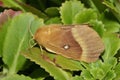Oak Eggar Moth Royalty Free Stock Photo