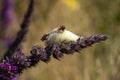 Oak Eggar moth Lasiocampa quercus caterpillar larvae leaving its cocoon