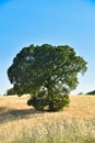 Oak in the field