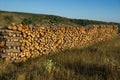 Oak Firewood cut and Stacked in the Bush Royalty Free Stock Photo