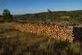 Oak Firewood cut and Stacked in the Bush Royalty Free Stock Photo