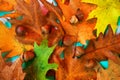 Oak Foliage and Acorns Colorful