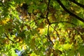 oak foliage turning yellow in autumn during leaf fall Royalty Free Stock Photo