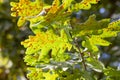 oak foliage turning yellow in autumn during leaf fall Royalty Free Stock Photo