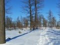 Oak forest. A belated springtime. March. Russia