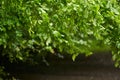 Oak forest closeup in rain Royalty Free Stock Photo