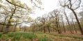 Oak forest in early spring Royalty Free Stock Photo