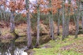 Oak Forest, Guadarrama National Park, Segovia, Castile and LeÃÂ³n