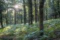 Oak forest with land full of ferns