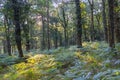 Oak forest with land full of ferns