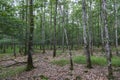 Oak forest at le TronÃÂ§ais in France.