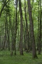 Oak forest at le TronÃÂ§ais in France.