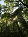 Oak forest looking to the sky