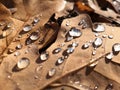 Dew on autumn oak leaf in the early morning