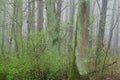 Oak forest on spring misty day