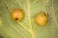 Oak gall apple