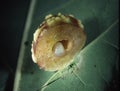 Oak gall apple with insect larvae