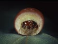 Oak gall apple with insect larvae