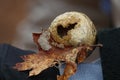 Oak Gall or Apple Gall Parasitic Wasp