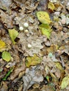 Oak gall, an outgrowth on oak leaves, a carpet of autumn oak leaves Royalty Free Stock Photo