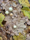 Oak gall, an outgrowth on oak leaves, a carpet of autumn oak leaves Royalty Free Stock Photo