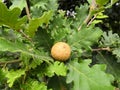 Oak gall, a spherical outgrowth on oak leaves Royalty Free Stock Photo