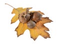 Oak galls ,acorns Royalty Free Stock Photo